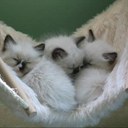 Barbara Farina - @BarbaraFarina1 - Twitter