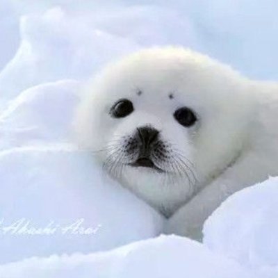 pipeomglol's profile picture. :3
