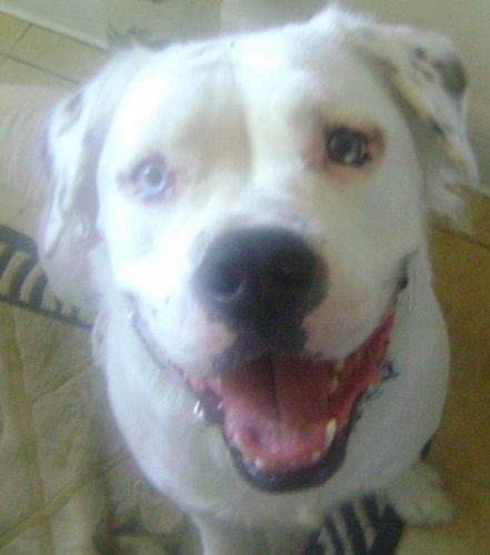 I am an American Bull Dog with one blue eye and one brown eye.  I like making new friends, funny things and people ( dog's do laugh) walks, and belly rubs