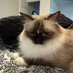 Erin ~Karma is a Cat~ (@erindelge) Twitter profile photo Erin ~Karma is a Cat~ (@erindelge) Twitter profile photo
