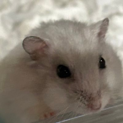 turara0101's profile picture. GLAY、B’z。オカルト好き。女性です。既婚です。宮崎在住。岡山産まれ。読書好きですが、めっちゃ遅読です。双極性障害あり。お豆腐メンタル。ツララ君というハムスター飼っています🐹