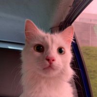 mishi pop it 🐈‍⬛ (@mishitastic) 's Twitter Profile