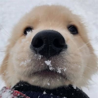 cheeze_kitty's profile picture. 제발구독하게해주세요