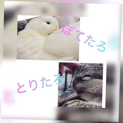phw8t's profile picture. コールダックのとりたろとポテたろの新米飼い主♡ コールダックをもっと知ってもらいたい(#^.^#) #コールダック #広めたい コールダックとシナモン文鳥を飼ってます(* . .))ｳﾝ 主にコールダック垢ですが、鳥さん全般ダイスキ♡