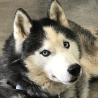 Joshua (@lookoutloki) 's Twitter Profile