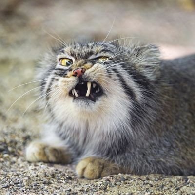 GayKittyGat's profile picture. dont follow me lmao