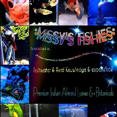 28 years experience in the fish keeping and breeding. Specialize in breeding import betta fish, guppies and endlers! 💙🐠💙