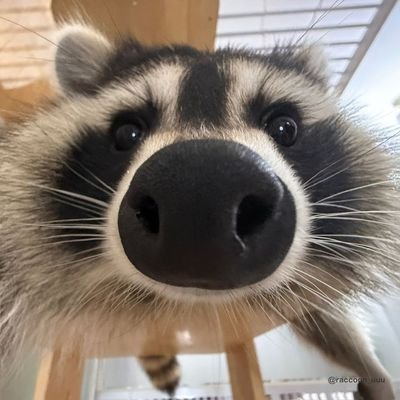 Mamífero prociónido. Me gusta imaginar que soy humano. I'm a raccoon and swiftie🦝
