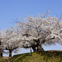 保守の青空 (@qgjdkf9rbm25817) 's Twitter Profile