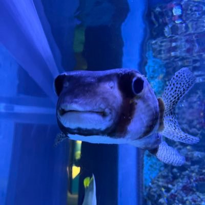 sh____pay8823's profile picture. 麻雀🀄️/将棋/ゲーム全般🎮/Mリーグ/
