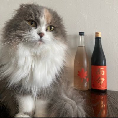 smomotoponzu's profile picture. 過去に囚われず未来に囚われず、真剣にふざけながら今をただ精一杯生きる🐱🍶日本酒大好き年中お燗好き🍶🔥Xは、ほぼ拝見するだけになりますが、よろしくお願いします🙏✨