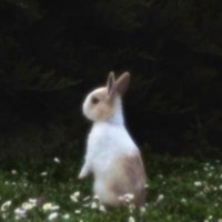 ジニ子 (@jennie_log) 's Twitter Profile Photo