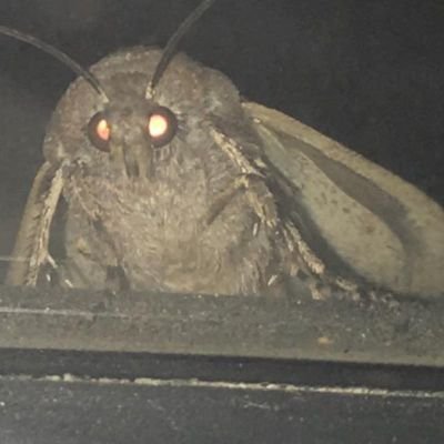The reputation of The Moth Man echoes far and wide! A man of spirit! A paragon of masculinity! As if there could be more than one of the mighty LAMP!
