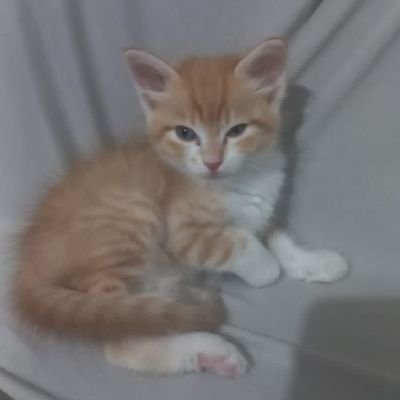 LenilsonPi52312's profile picture. 