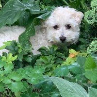 POLEMIC GOLD (@sims67127) 's Twitter Profile
