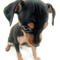 ericotless (@ericotless) 's Twitter Profile