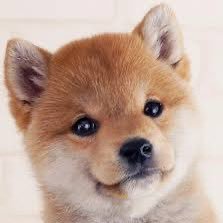 Flycom7's profile picture. Krypto and サッカーが大好き, always leveling up on the field and in the market.