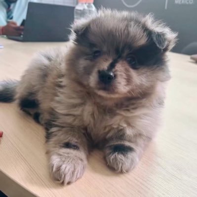 C4bez0n's profile picture. Siempre a favor de la democracia y la división de poderes.