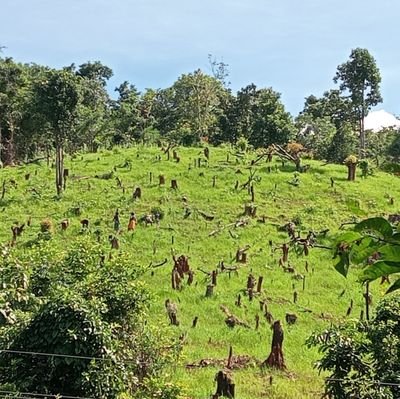 dharwadapeda's profile picture. 