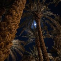 مساعد بن نافع (@mssaad2016) 's Twitter Profile
