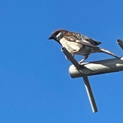 sho_spld's profile picture. 20さい