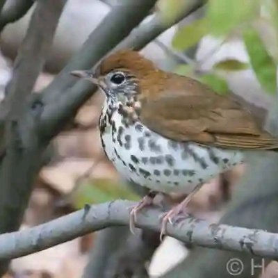 Thabiso62315528's profile picture. Introvert