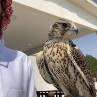 فهد،الشمري 🇸🇦 (@o1nk3r) 's Twitter Profile