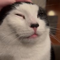Fish 🦭 (@fishyjpeg) 's Twitter Profile