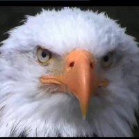 DOC (@deal_wiz_it) 's Twitter Profile