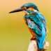 Birds Paradise (@birdxparadise) Twitter profile photo Birds Paradise (@birdxparadise) Twitter profile photo