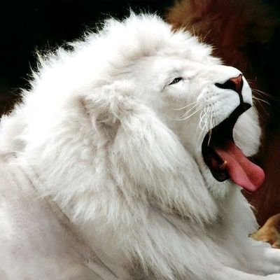 timothy_oj57923's profile picture. YCK272YY