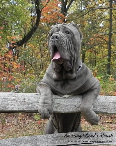 Enjoying life with our big wrinkly slobbery babies:)  Breeder and exhibitor of quality #NeapolitanMastiffs #Guardianbreed #bigdogs #ohio