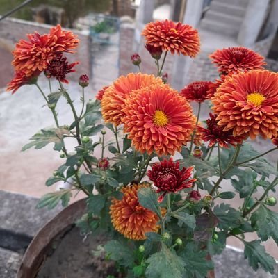 JohnMfer45040's profile picture. smol fren, who likes to meme and collect NFTs and other stuff...