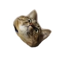 のらねこ🐱ྀི (@q_n_ora) 's Twitter Profile