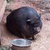 Barnyardhog (@barnyardhog) Twitter profile photo Barnyardhog (@barnyardhog) Twitter profile photo