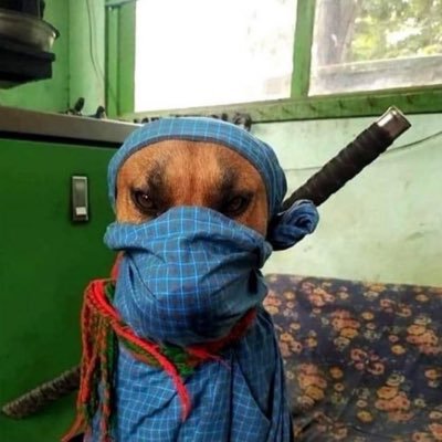 ninjakukur's profile picture. जी हाँ ! में हू निंजा 🥷🏻