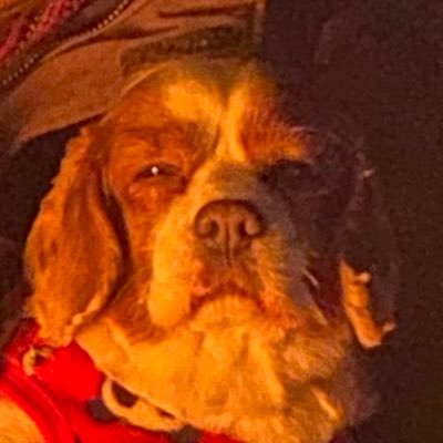 PSID:ukataso CSTクラン 🐶ミニチュアダックスのおぱんぱん🐶元祖キモ手➡キャバリア・キングチャールズ・スパニエルのおけんけん🐶🌈 もぴTはこちらから➡️https://t.co/bkGyo4pcLo