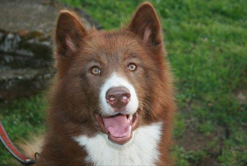 Everything about the Canadian Inuit (Eskimo) Dog. Visit our website, we have lots of information and a database of Canadian Eskimo Dogs with their pedigrees.