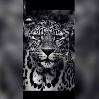 sanjana❔ (@prettylittex) 's Twitter Profile