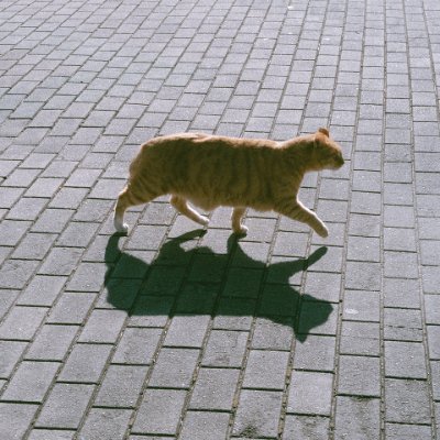 memo_dnn's profile picture. 