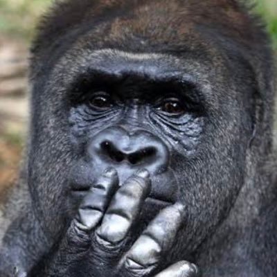 papasu803's profile picture. オクラホマスタンピート #dbd エンジョイでしかありません＼(^o^)／ 野良でやり過ぎて心の穢れが溜まってます... 思いっ切りゴリラです🦍🍌 アニメ、w-inds.、安室奈美恵など音楽大好き🎶