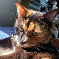 Nancy Crocker (@nancycinnc) 's Twitter Profile
