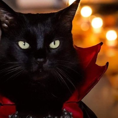 Just a kitten from New York, seeing the world and purring in the @maxtheewolfe's lap.
🐈⬛ 𝐵𝑙𝑎𝑐𝑘 𝑐𝑎𝑡𝑠 𝑎𝑟𝑒 𝑛𝑜𝑡 𝑏𝑎𝑑 𝑙𝑢𝑐𝑘. 𝑌𝑜𝑢 𝑎𝑟𝑒.⋆