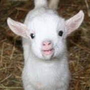 sick_Tobi's profile picture. 