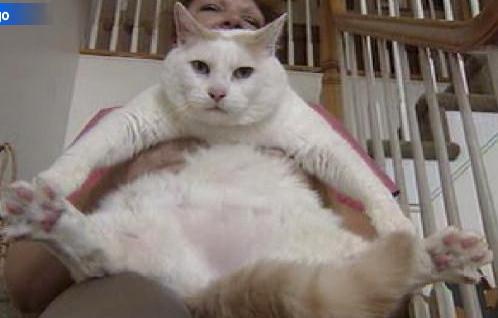 Plump and chubby pussy Sluts tube teen porn