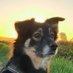 Lola & Mum (@abele_petra) Twitter profile photo Lola & Mum (@abele_petra) Twitter profile photo