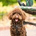 Everything Dogs Plus (@dogsplus837) Twitter profile photo Everything Dogs Plus (@dogsplus837) Twitter profile photo