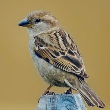 RJ_Nimma's profile picture. Maximum Effort