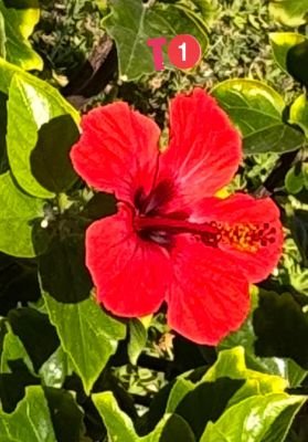 amethystangel81's profile picture. 