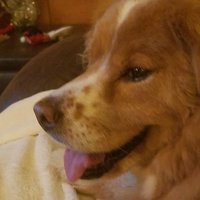 MiaGypsy🐕🛟🦺🦅🐘🎶 (@beeleevitonly) 's Twitter Profile Photo MiaGypsy🐕🛟🦺🦅🐘🎶 (@beeleevitonly) 's Twitter Profile Photo